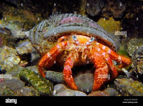  Eurasian hermit crab: A fascinating crustacean that bravely abandons its shell for something bigger and better!