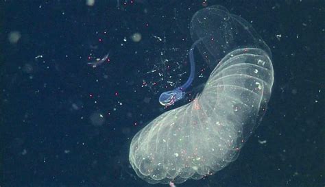  Marine Mucus Monster: An Unconventional Introduction to the Wonderful World of Microstomum!