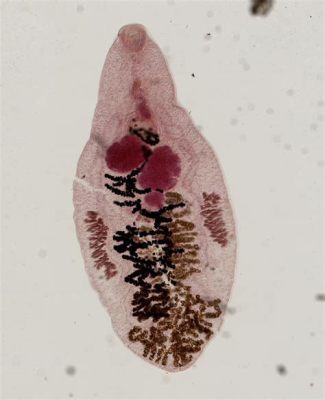 Dicrocoelium dendriticum: A Master of Manipulation Living Inside the World of Sheep and Snails!