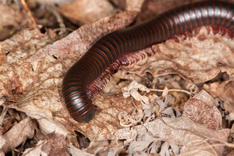 North American Millipede: A Glimpse Into the Slow-Moving World of Many Legs and Decomposing Delight!