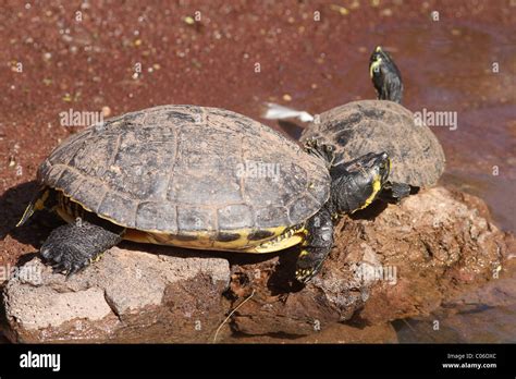  Terrapin!  A Delightful Aquatic Reptile Combining Elegance With an Appetite for Carnivorous Feasts