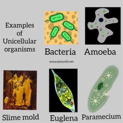  Veramiba – A Single-Celled Organism That Moves Like a Blob Yet Acts as an Independent Kingdom!